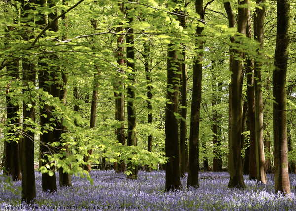 Bluebell Woodland Picture Board by Simon Johnson