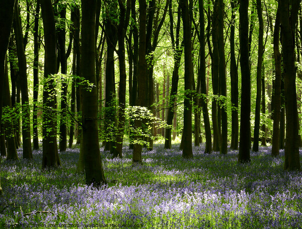 Sunlit bluebells Picture Board by Simon Johnson