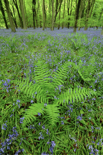 Ferns Picture Board by Simon Johnson