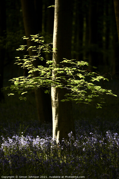 Sunlit leaves and bluebells Picture Board by Simon Johnson