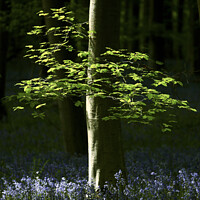 Buy canvas prints of Sunlit leaves and bluebells by Simon Johnson