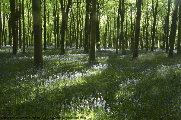 sunlit bluebell Wood Picture Board by Simon Johnson