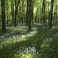 Buy canvas prints of sunlit bluebell Wood by Simon Johnson
