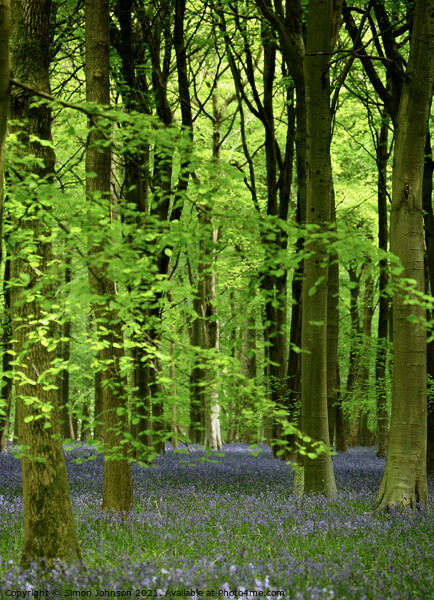 Bluebell wood Picture Board by Simon Johnson
