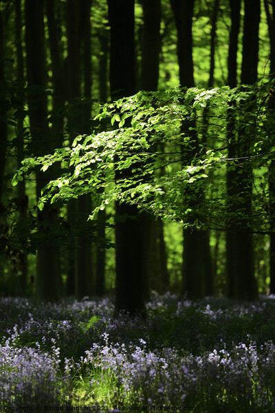 Sunlit Woods with Bluebells Picture Board by Simon Johnson
