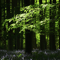 Buy canvas prints of Sunlit Woods with Bluebells by Simon Johnson