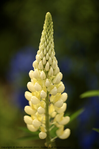 yellow lupin flower Picture Board by Simon Johnson