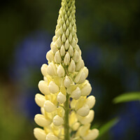 Buy canvas prints of yellow lupin flower by Simon Johnson