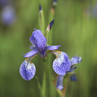 Buy canvas prints of Wet Iris Flower by Simon Johnson