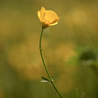 Buy canvas prints of Buttercup flower by Simon Johnson