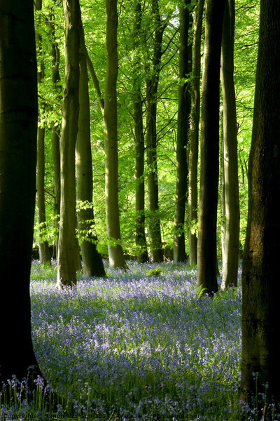 AbBluebell Woods Picture Board by Simon Johnson