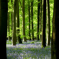 Buy canvas prints of AbBluebell Woods by Simon Johnson