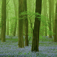 Buy canvas prints of bluebells in the mist by Simon Johnson