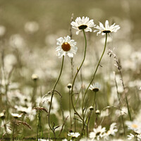 Buy canvas prints of Daisys standing proud by Simon Johnson