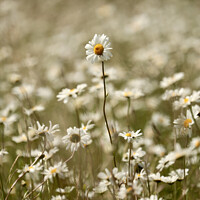 Buy canvas prints of Stand out daisy by Simon Johnson
