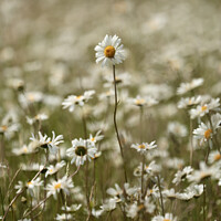 Buy canvas prints of Stand out daisy by Simon Johnson