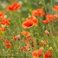 Buy canvas prints of  Poppies by Simon Johnson