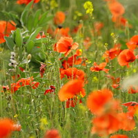 Buy canvas prints of Poppies by Simon Johnson