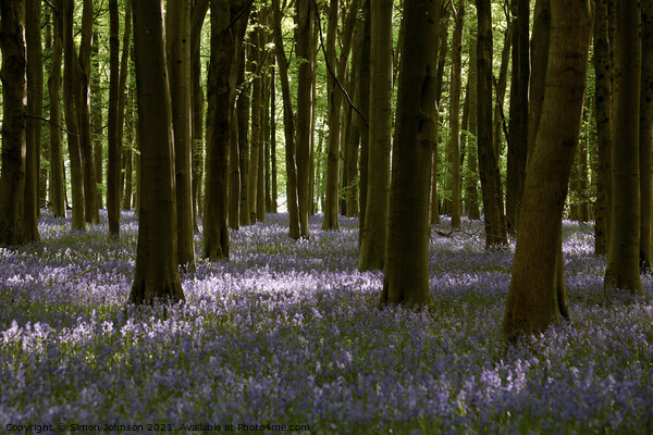 sunlit bluebells Picture Board by Simon Johnson