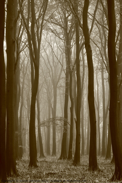 misty woodland Picture Board by Simon Johnson