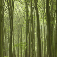 Buy canvas prints of Misty Beech Wood by Simon Johnson