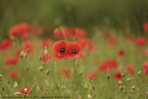 Together poppies Picture Board by Simon Johnson