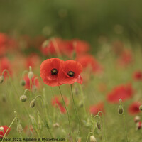 Buy canvas prints of Together poppies by Simon Johnson