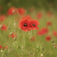 Buy canvas prints of him and her poppies by Simon Johnson