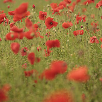 Buy canvas prints of Cotswold Poppies  by Simon Johnson