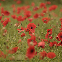 Buy canvas prints of Cotswold poppies by Simon Johnson