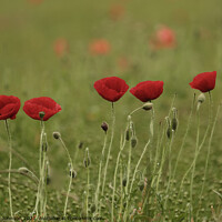 Buy canvas prints of Five poppies by Simon Johnson