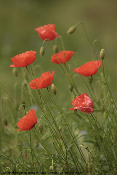 Seven poppies Picture Board by Simon Johnson