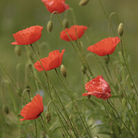 Buy canvas prints of Seven poppies by Simon Johnson