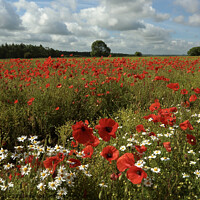Buy canvas prints of Cotswold Poppies by Simon Johnson