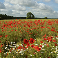 Buy canvas prints of Outdoor field by Simon Johnson