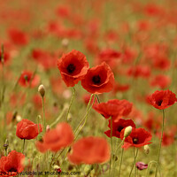 Buy canvas prints of Pair of poppies by Simon Johnson