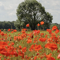 Buy canvas prints of Wind blown poppies and tree by Simon Johnson