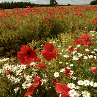 Buy canvas prints of Summer poppies Cotswolds by Simon Johnson