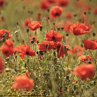 Buy canvas prints of Wind blown poppies by Simon Johnson