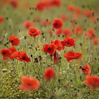 Buy canvas prints of wind blown poppies by Simon Johnson