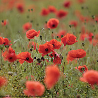 Buy canvas prints of poppies by Simon Johnson