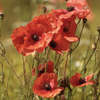 Buy canvas prints of A collection  of poppies by Simon Johnson