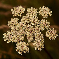 Buy canvas prints of Cow Parsley by Simon Johnson