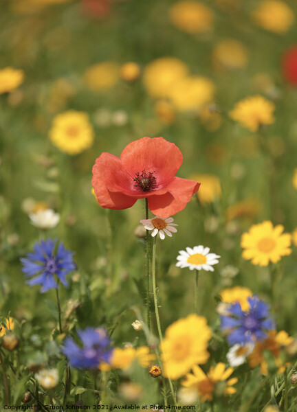 Poppy and meadow Flowers Picture Board by Simon Johnson