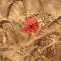 Buy canvas prints of wind blown poppy in corn field by Simon Johnson