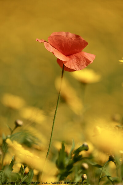 poppy flower Picture Board by Simon Johnson