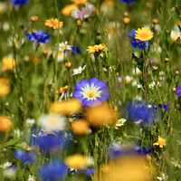 Buy canvas prints of  Meadow Flowers by Simon Johnson