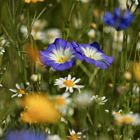 Buy canvas prints of meadow Flowers by Simon Johnson