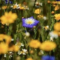 Buy canvas prints of meadow  flowers by Simon Johnson