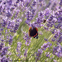 Buy canvas prints of Lavender  flower butterfly and bee by Simon Johnson